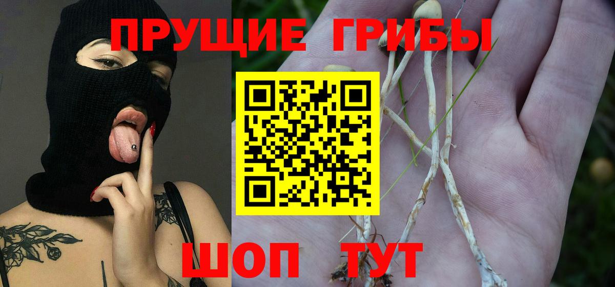 Псилоцибиновые грибы Psilocybine cubensis Липецк